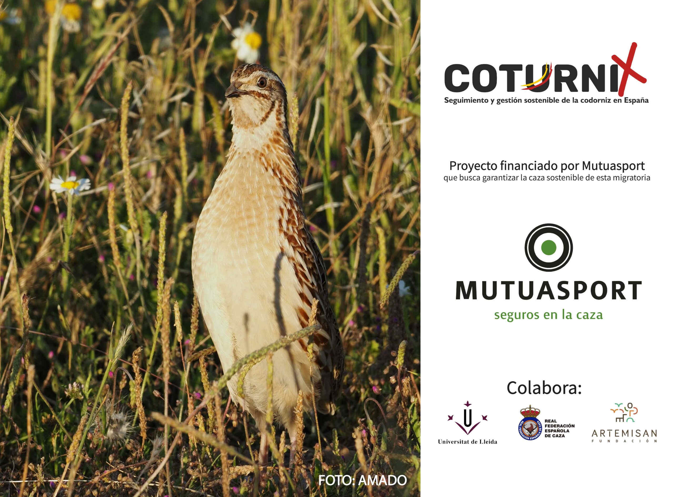 El proyecto Coturnix recoge más de 10.000 muestras de codorniz gracias a cazadores de toda España